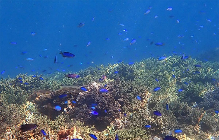 산호 바다를 미래에 남기고 싶다