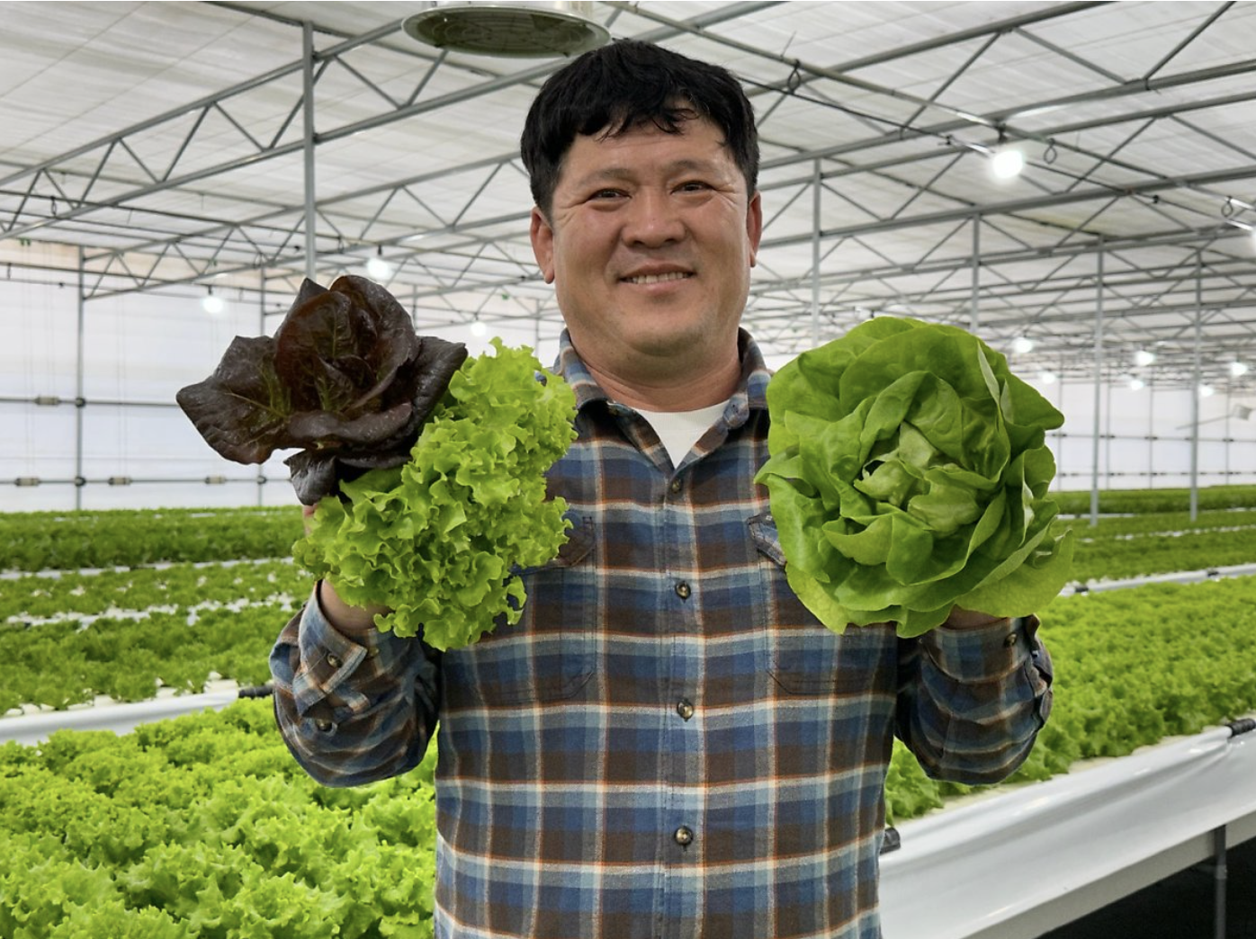 우엉차 티백50입